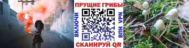 Псилоцибиновые грибы Psilocybe  Маркс 